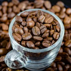 Fresh Coffee Beans